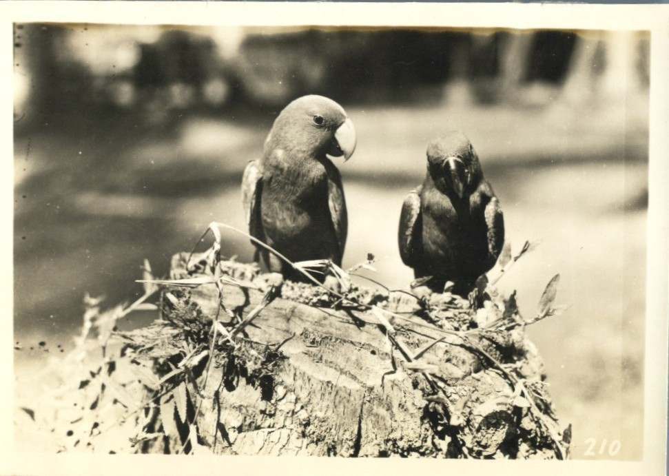 California National Guard The 40th Id In The Pacific Theater Wwii